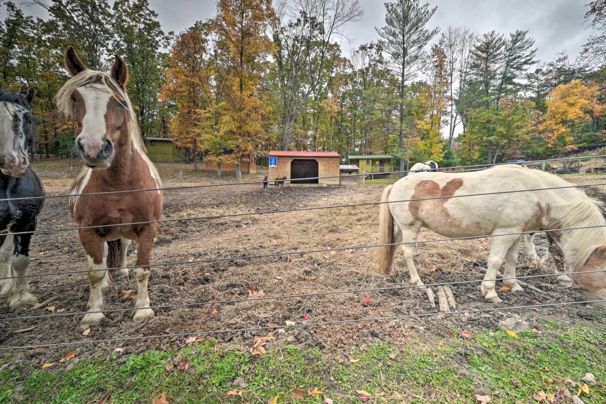 Rustic Clint Eastwood Ranch Apt By Raystown Lake Гантінгдон Екстер'єр фото